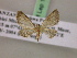  (Eupithecia MS01Tz - BC ZSM Lep 17404)  @14 [ ] CreativeCommons - Attribution Non-Commercial Share-Alike (2010) Unspecified SNSB, Zoologische Staatssammlung Muenchen