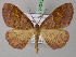  (Plagodis pulveraria - BC ZSM Lep 24015)  @15 [ ] Copyright (2010) Unspecified SNSB, Zoologische Staatssammlung Muenchen