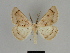  (Dyscia penulataria - SE MNC Lep 00034)  @14 [ ] Copyright (2010) Unspecified Museum fuer Naturkunde, Chemnitz