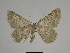  (Charissa pollinaria - SE MNC Lep 00258)  @14 [ ] Copyright (2010) Unspecified Museum fuer Naturkunde, Chemnitz