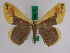  (Plutodes magdelinae - BC ZFMK Lep 00195)  @15 [ ] Copyright (2010) Unspecified Zoologisches Forschungsmuseum Alexander Koenig, Bonn