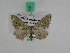  (Ramitia kuhitangiensis - BC ZFMK Lep 00590)  @13 [ ] Copyright (2010) Unspecified Zoologisches Forschungsmuseum Alexander Koenig, Bonn
