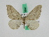  (Prometopidia sp. 3 - BC ZFMK Lep 00601)  @11 [ ] Copyright (2010) Unspecified Zoologisches Forschungsmuseum Alexander Koenig, Bonn