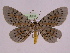  (Bracca georgiata ssp 1 - BC ZFMK Lep 00754_GWORF)  @13 [ ] Copyright (2010) Axel Hausmann/Bavarian State Collection of Zoology (ZSM) SNSB, Zoologische Staatssammlung Muenchen