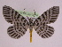  (Bracca georgiata - BC ZFMK Lep 00756_GWORF)  @14 [ ] Copyright (2010) Axel Hausmann/Bavarian State Collection of Zoology (ZSM) SNSB, Zoologische Staatssammlung Muenchen