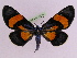  (Milionia celebensis - BC ZFMK Lep 00781_GWORF)  @14 [ ] Copyright (2010) Axel Hausmann/Bavarian State Collection of Zoology (ZSM) SNSB, Zoologische Staatssammlung Muenchen