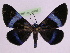  (Milionia indigotica - BC ZFMK Lep 00786_GWORF)  @14 [ ] Copyright (2010) Axel Hausmann/Bavarian State Collection of Zoology (ZSM) SNSB, Zoologische Staatssammlung Muenchen