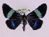  (Milionia delicatula - BC ZFMK Lep 00804_GWORF)  @14 [ ] Copyright (2010) Axel Hausmann/Bavarian State Collection of Zoology (ZSM) SNSB, Zoologische Staatssammlung Muenchen