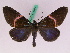 (Milionia philippinensis treadwayi - BC ZFMK Lep 00824)  @14 [ ] Copyright (2010) Axel Hausmann/Bavarian State Collection of Zoology (ZSM) SNSB, Zoologische Staatssammlung Muenchen