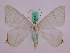  (Ourapteryx DS01Ind - BC ZFMK Lep 00857)  @11 [ ] Copyright (2010) Bavarian State Collection of Zoology (ZSM) SNSB, Zoologische Staatssammlung Muenchen