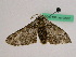  (Biston marginata - BC ZFMK Lep 00962)  @11 [ ] Copyright (2010) Bavarian State Collection of Zoology (ZSM) SNSB, Zoologische Staatssammlung Muenchen