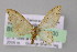  (Idaea arhostiodesAH01Ec - BC ZSM Lep 04530)  @13 [ ] CreativeCommons - Attribution Non-Commercial Share-Alike (2010) Unspecified SNSB, Zoologische Staatssammlung Muenchen