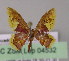  (Idaea fimbriata - BC ZSM Lep 04532)  @14 [ ] CreativeCommons - Attribution Non-Commercial Share-Alike (2010) Unspecified SNSB, Zoologische Staatssammlung Muenchen