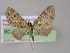  (Eupithecia contextaAH02Ec - BC ZSM Lep 04562)  @13 [ ] CreativeCommons - Attribution Non-Commercial Share-Alike (2010) Unspecified SNSB, Zoologische Staatssammlung Muenchen