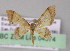  (Idaea arhostiodesAH02Ec - BC ZSM Lep 04574)  @11 [ ] CreativeCommons - Attribution Non-Commercial Share-Alike (2010) Unspecified SNSB, Zoologische Staatssammlung Muenchen