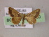  (Idaea spernataAM01Br - BC ZSM Lep 05950)  @11 [ ] CreativeCommons - Attribution Non-Commercial Share-Alike (2010) Unspecified SNSB, Zoologische Staatssammlung Muenchen