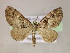  (Eupithecia AM01Br - BC ZSM Lep 05969)  @14 [ ] CreativeCommons - Attribution Non-Commercial Share-Alike (2010) Unspecified SNSB, Zoologische Staatssammlung Muenchen