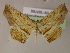  (Aenictes polygrapharia - BC ZSM Lep 06003)  @14 [ ] CreativeCommons - Attribution Non-Commercial Share-Alike (2010) Unspecified SNSB, Zoologische Staatssammlung Muenchen