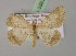  (Tephrina disputaria - BC ZSM Lep 08636)  @11 [ ] CreativeCommons - Attribution Non-Commercial Share-Alike (2010) Unspecified SNSB, Zoologische Staatssammlung Muenchen