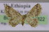  (Idaea pulverariaAH01Et - BC ZSM Lep 14822)  @11 [ ] CreativeCommons - Attribution Non-Commercial Share-Alike (2010) Unspecified SNSB, Zoologische Staatssammlung Muenchen