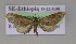 (Eupithecia mendosariaAH02Et - BC ZSM Lep 14908)  @13 [ ] CreativeCommons - Attribution Non-Commercial Share-Alike (2010) Unspecified SNSB, Zoologische Staatssammlung Muenchen