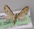  (Eupithecia AH29Ec - BC ZSM Lep 04851)  @14 [ ] CreativeCommons - Attribution Non-Commercial Share-Alike (2010) Unspecified SNSB, Zoologische Staatssammlung Muenchen