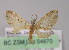  (Eupithecia AH15Ec - BC ZSM Lep 04870)  @13 [ ] CreativeCommons - Attribution Non-Commercial Share-Alike (2010) Unspecified SNSB, Zoologische Staatssammlung Muenchen