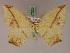  (Epigynopteryx ansorgeiMS01Tz - BC ZSM Lep 17328)  @14 [ ] CreativeCommons - Attribution Non-Commercial Share-Alike (2010) Unspecified SNSB, Zoologische Staatssammlung Muenchen