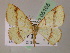  (Microxydia AH01Ec - BC ZSM Lep 05165)  @11 [ ] CreativeCommons - Attribution Non-Commercial Share-Alike (2010) Unspecified SNSB, Zoologische Staatssammlung Muenchen