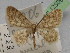  (Idaea unicalcarata x dyraria - BC ZSM Lep 12309)  @14 [ ] CreativeCommons - Attribution Non-Commercial Share-Alike (2010) Unspecified SNSB, Zoologische Staatssammlung Muenchen