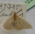  (Idaea sardoniata - BC ZSM Lep 12362)  @12 [ ] CreativeCommons - Attribution Non-Commercial Share-Alike (2010) Unspecified SNSB, Zoologische Staatssammlung Muenchen