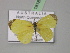  (Eurema AH02Au - BC ZSM Lep 18189)  @11 [ ] CreativeCommons - Attribution Non-Commercial Share-Alike (2010) Unspecified SNSB, Zoologische Staatssammlung Muenchen