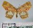  (Chrysocraspeda dilucida - BC ZSM Lep 18503)  @11 [ ] Copyright (2010) Unspecified SNSB, Zoologische Staatssammlung Muenchen