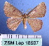  (Chrysocraspeda MS01In - BC ZSM Lep 18507)  @13 [ ] Copyright (2010) Unspecified SNSB, Zoologische Staatssammlung Muenchen