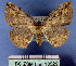  (Platycerota - BC ZSM Lep 18529)  @14 [ ] Copyright (2010) Unspecified SNSB, Zoologische Staatssammlung Muenchen