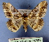  (Harutaea flavizona - BC ZSM Lep 18537)  @13 [ ] Copyright (2010) Unspecified SNSB, Zoologische Staatssammlung Muenchen