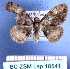  (Ectropidia illepidaria - BC ZSM Lep 18541)  @13 [ ] Copyright (2010) Unspecified SNSB, Zoologische Staatssammlung Muenchen