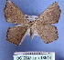  (Auzeodes angulata - BC ZSM Lep 18544)  @14 [ ] Copyright (2010) Unspecified SNSB, Zoologische Staatssammlung Muenchen