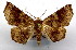 (Mimochroa pyricoetes - BC ZSM Lep 18559)  @11 [ ] Copyright (2010) Unspecified SNSB, Zoologische Staatssammlung Muenchen