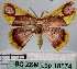  (Chrysocraspeda dracontias - BC ZSM Lep 18574)  @11 [ ] Copyright (2010) Unspecified SNSB, Zoologische Staatssammlung Muenchen