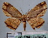  (Yashmakia bigrisea - BC ZSM Lep 18576)  @14 [ ] Copyright (2010) Unspecified SNSB, Zoologische Staatssammlung Muenchen
