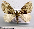  (Xanthorhoe fissiferula - BC ZSM Lep 18590)  @11 [ ] Copyright (2010) Unspecified SNSB, Zoologische Staatssammlung Muenchen