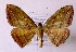  (Loxotephria - BC ZSM Lep 18592)  @14 [ ] Copyright (2010) Unspecified SNSB, Zoologische Staatssammlung Muenchen
