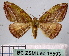  (Loxotephria - BC ZSM Lep 18593)  @14 [ ] Copyright (2010) Unspecified SNSB, Zoologische Staatssammlung Muenchen