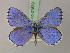  (Polyommatus bellargus - BC ZSM Lep 21539)  @11 [ ] CreativeCommons - Attribution Non-Commercial Share-Alike (2010) Unspecified SNSB, Zoologische Staatssammlung Muenchen
