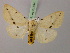  (Spilosoma lutea - BC ZSM Lep 21594)  @14 [ ] CreativeCommons - Attribution Non-Commercial Share-Alike (2010) Unspecified SNSB, Zoologische Staatssammlung Muenchen