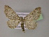  (Eupithecia druentiata - BC ZSM Lep 21958)  @14 [ ] CreativeCommons - Attribution Non-Commercial Share-Alike (2010) Unspecified SNSB, Zoologische Staatssammlung Muenchen