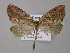  (Butleriana AH02Cl - BC ZSM Lep 24640)  @14 [ ] CreativeCommons - Attribution Non-Commercial Share-Alike (2010) Unspecified SNSB, Zoologische Staatssammlung Muenchen