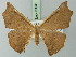  (Polla ochreicosta - BC ZSM Lep 73091)  @14 [ ] CreativeCommons - Attribution Non-Commercial Share-Alike (2015) Axel Hausmann/Bavarian State Collection of Zoology (ZSM) SNSB, Zoologische Staatssammlung Muenchen
