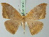  (Herbita nedusia - BC ZSM Lep 73140)  @16 [ ] CreativeCommons - Attribution Non-Commercial Share-Alike (2015) Axel Hausmann/Bavarian State Collection of Zoology (ZSM) SNSB, Zoologische Staatssammlung Muenchen